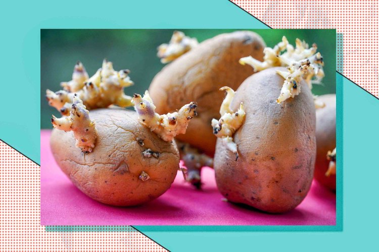 Is It Safe To Eat Sprouted Potatoes? Here’s What the Experts Say